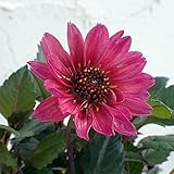 プチダリア：ハミングブロンズ・パープレア[銅葉系]3.5号ポット 4株セット