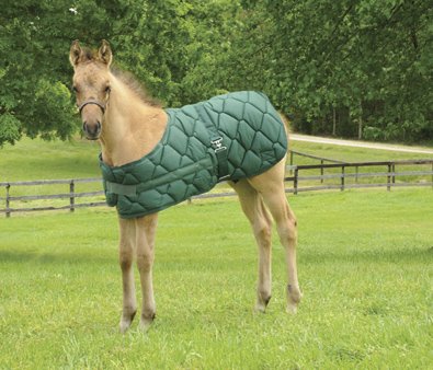 Lami-Cell Foal Blanket