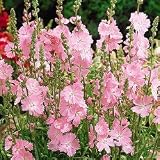 Miniature Hollyhock