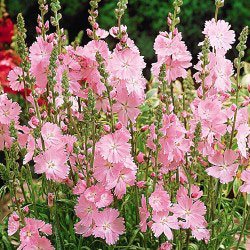 Miniature Hollyhock