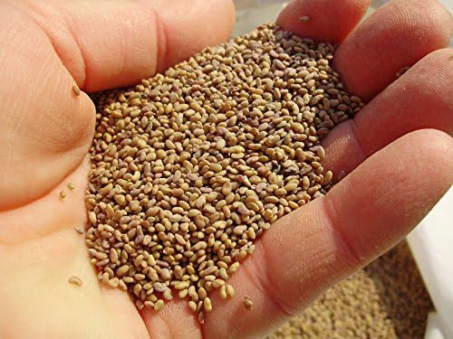 Alfalfa Seed: Untreated, Non-GMO, 1 lb.