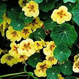 Amazon / Hirt's: Peach Melba Superior Nasturtium - 15 Seeds, 3 g