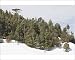Photographic Prints of Atlas Cedar forest - In snow from Ardea Wildlife Pets