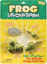 Insect Lore Frog Life Cycle Stages