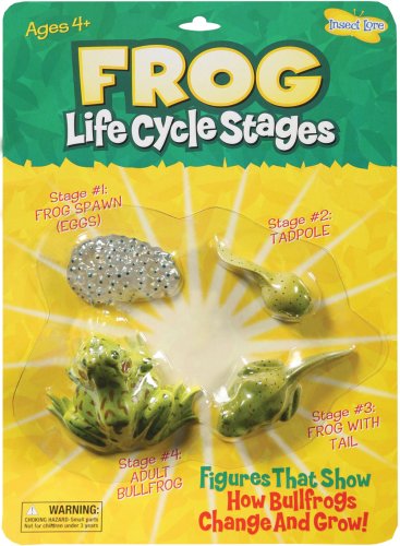 Childrens Toyshop  Toys : Life Cycle Stages Frog