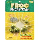 Life Cycle Stages Frog