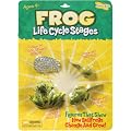 Life Cycle Stages Frog