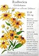Rudbeckia Fulgida Goldstrum Black Eyed Susan Heirloom Seeds