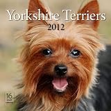 2012 Yorkshire Terriers Wall calendar