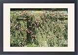 51PJcUlprrL. SL160  Framed Prints of SGI 6623 Rose   growing against old climbing wall from Ardea Wildlife Pets