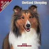 Shetland Sheepdog 2009 Wall Calendar 12 X 12