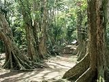 Allee De Sang Dragon, Mission a Morne Seychellois, Island of Mahe, Seychelles, Indian Ocean, Africa Photographic Poster Print by Bruno Barbier, 24x18