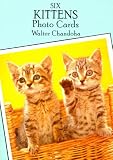 Six Kittens Photo Postcards