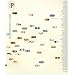 Vitamin P: New Perspectives in Painting