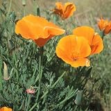 51PKR23RaKL. SL160  2,000 Orange California Poppy Seeds By Seed Needs Reviews