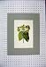 Colour Print Yellow Flower Tutsan Green Leaves Nature