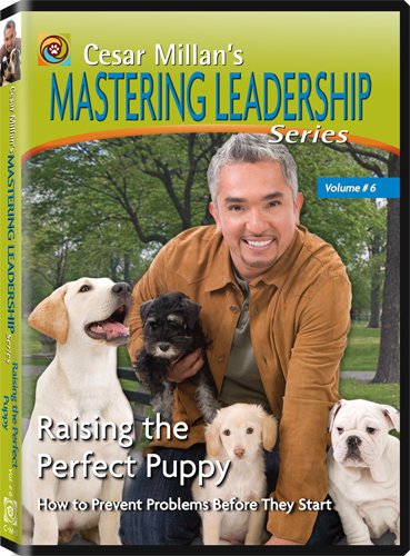 Dog and Puppy Training Dog and Puppy Training