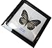 FRAMED REAL BEAUTIFUL GLASSY TIGER BUTTERFLY DISPLAY INSECT TAXIDERMY