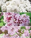 Lilac Lovers' Collection, 3 Plants