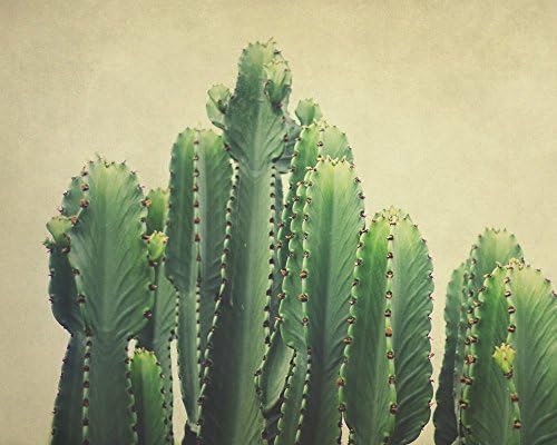 Southwestern Wall Art, Cactus Photograph, 8x8 to 40x60 inches, Photographic or Watercolor Print