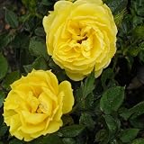 from Giftaplant Golden Anniversary Gifts - ROSE GOLDEN WISHES Model Ref: ROSGWED9