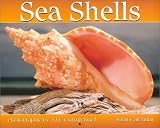 Sea Shells 2004 Calendar