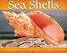 Book Sea Shells