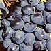 Fredonia Grape Vine