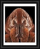 Framed Print of LRDS-54 Cat Flea from Ardea