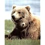 Grizzly Bear Playing With Cub Quality Art Poster Print - 20" X 16"