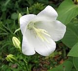 Amazon / Hirts: Perennials; Sun: Peach-Leaved White Bellflower 8 Plants - Campanula