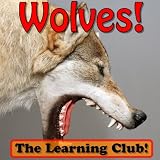 Wolves! Learn About Wolves And Learn To Read - The Learning Club! (45+ Photos of Wolves)