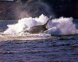 Southern Right Whale 16 x 20 Animals Art Print Posters