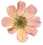 Afterlife Of Flowers