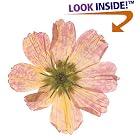 Click here to buy Afterlife Of Flowers by  Jane Feldman Gross.