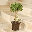 Ruscus Ball Topiary, 18 inch, Single Ball