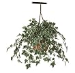 Holland Ivy Hanging Basket Silk Plant