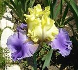 'Edith Wolford' Bearded Iris Perennial - Potted