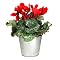Cyclamen in Tin Pot- Red
