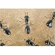Ants Fourmi Magnets, Set of 6, Very Lifelike