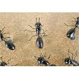 Ants Fourmi Magnets, Set of 6, Very Lifelike