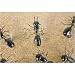 Ants Fourmi Magnets, Set of 6, Very Lifelike