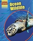 Ocean wildlife