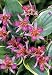 Gilt Edge Toad Lily - Tricyrtis formosana - SHADE