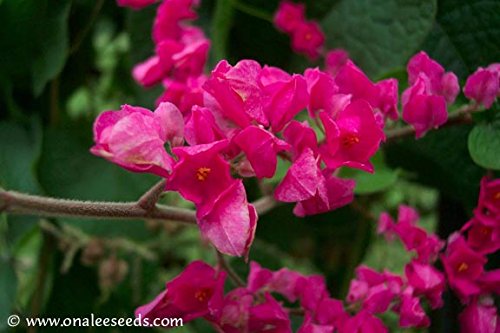 18+ Coral Vine Seeds: Pink (Antigonon Leptopus) Rosa De Montana,queen's Wreath