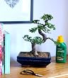 bonsai trees for sale