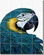 Macaw by Jack White - Tropical Bird Glass Tile Wall Floor Mural 30" x 24" Kitchen Shower Backsplash