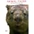 Animal Faces