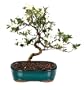 Brussel's Satsuki Azalea Outdoor Bonsai Tree