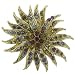 Jewelry : Rhinestone Sunburst Flower Pin Brooch